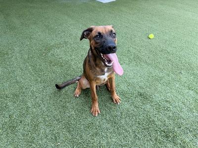 a brown and black dog sitting on artificial grass with a tennis ball nearby