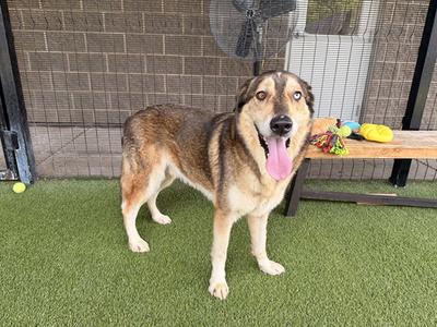 CANELO, Siberian Husky / German Shepherd Dog, senior, available for adoption