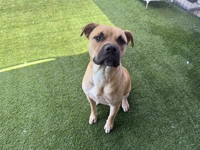 BENJI, Boxer / American Pit Bull Terrier, adult, available for adoption