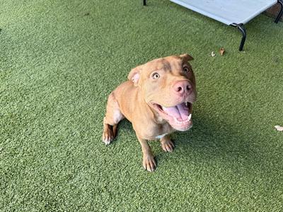 A brown dog sitting on green artificial grass, looking up with its mouth open and tongue out.