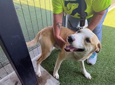 CAPTAIN, Labrador Retriever, adult, available for adoption