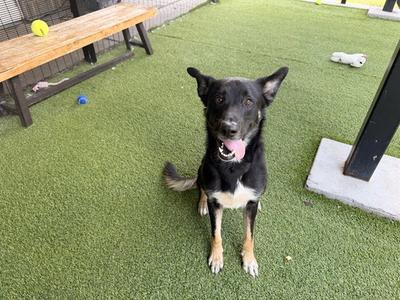 CANYON, German Shepherd Dog, young, available for adoption
