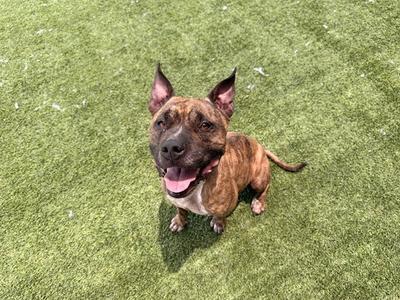 CENTER, Pit Bull Terrier, adult, available for adoption