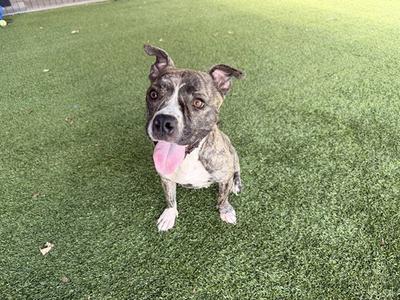 A brindle and white dog with a pink tongue sticking out, standing on green artificial grass.