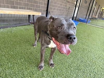 ASH, American Pit Bull Terrier, senior, available for adoption