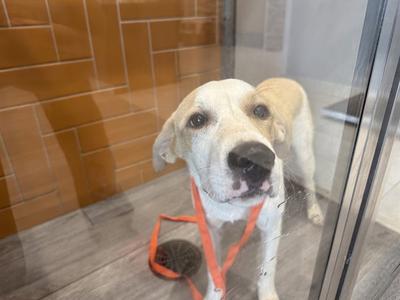 BUTTON, Labrador Retriever, young, available for adoption