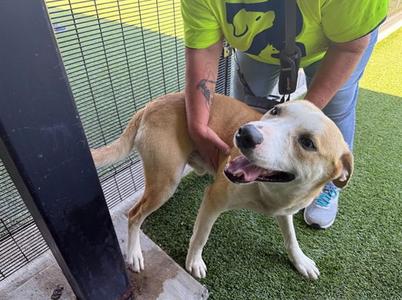 CAPTAIN, Labrador Retriever, adult, available for adoption