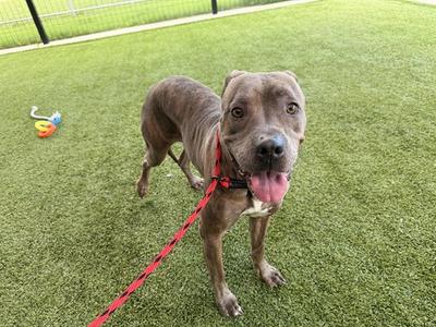BAILEY, Pit Bull Terrier, adult, available for adoption