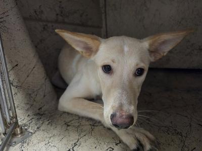 A light-colored dog with large ears and a long snout is lying down in a concrete enclosure. The dog has a white coat with some light brown markings on its ears and a pink nose. Its eyes are dark and expressive, and it appears to be looking directly at the camera. The background is a plain concrete wall, and there is a metal object on the left side of the image, possibly part of a cage or enclosure.