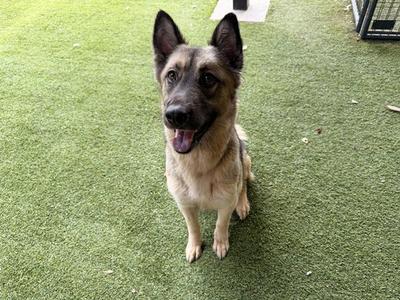 A German Shepherd dog sitting on artificial grass, looking up with its mouth open and tongue out.