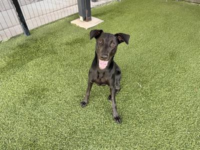 BRUNO, Labrador Retriever, young, available for adoption