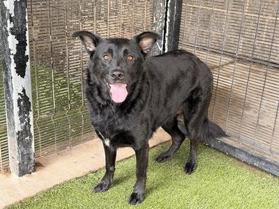 BRIE, Australian Cattle Dog/Blue Heeler, adult, available for adoption