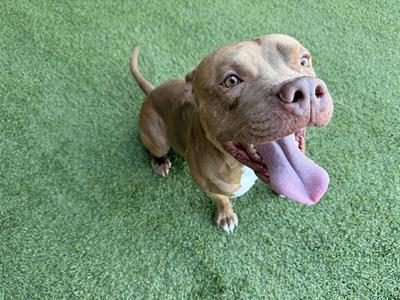A brown dog with a white chest and paws, sitting on green artificial grass, looking up with its mouth open and tongue out.