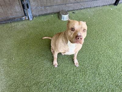 BLUE, American Pit Bull Terrier, adult, available for adoption