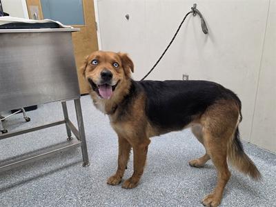 ASH, German Shepherd Dog, adult, available for adoption