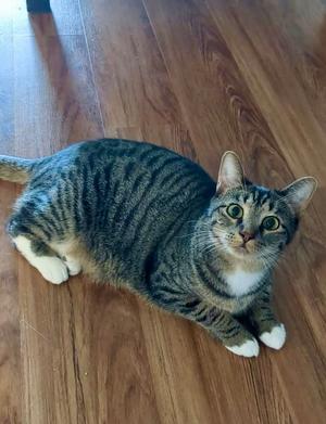 A tabby cat with white paws lying on a wooden floor, looking up at the camera.