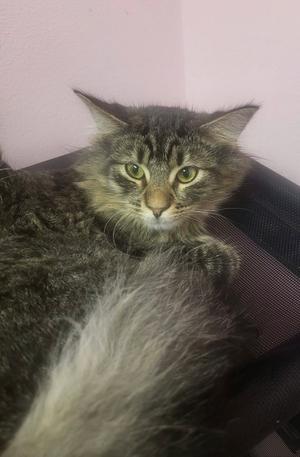 A fluffy tabby cat with green eyes lying on a black surface.