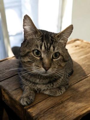 Bruce, adult, available for adoption