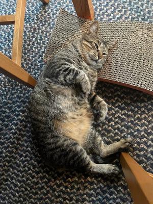 Bruce, adult, available for adoption