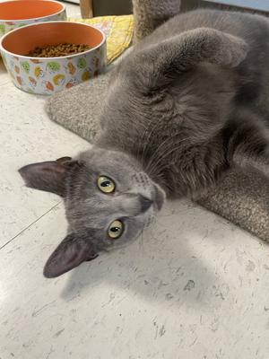 Almond, adult, available for adoption