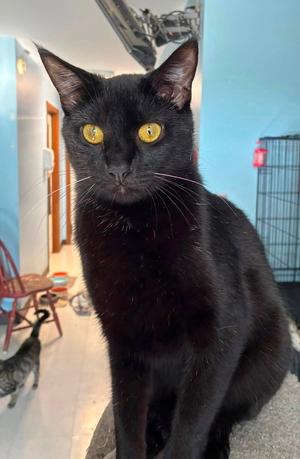 Dos, young, available for adoption