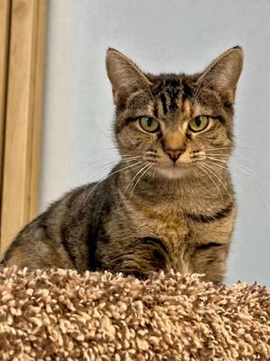 Fuchsia, young, available for adoption