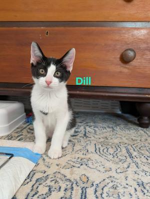 Dill, kitten, available for adoption