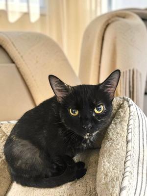 Daphne, adult, available for adoption