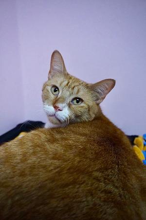 Atlas, adult, available for adoption