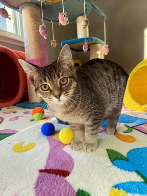 Arabella, kitten, available for adoption