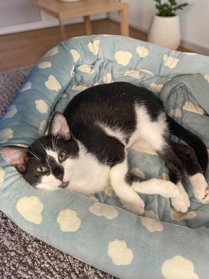 Ellie, kitten, available for adoption