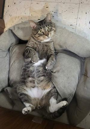Bear, adult, available for adoption