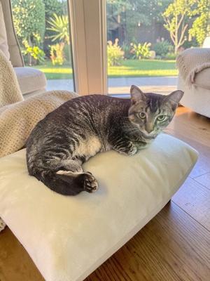 Cashew, young, available for adoption
