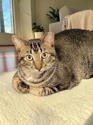 Cashew, young, available for adoption