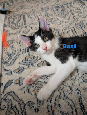 Basil, kitten, available for adoption