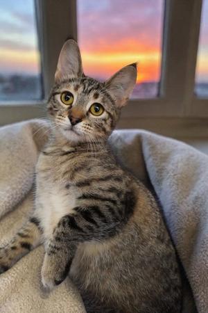 Bubbles, young, available for adoption