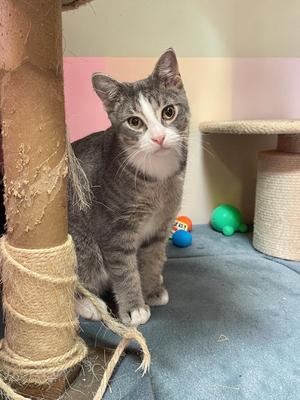 Arturo, kitten, available for adoption