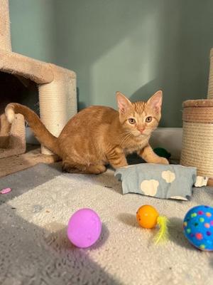 Emmy, kitten, available for adoption