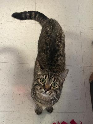 Buddy (bonded pair with Little One), adult, available for adoption