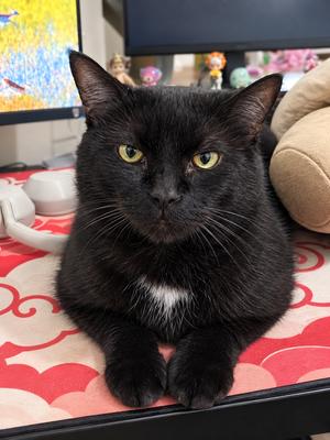 Chatsworth, adult, available for adoption