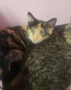 Audrey, kitten, available for adoption