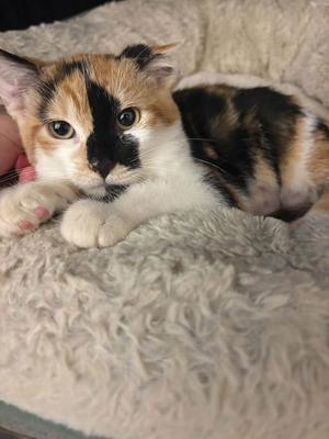 A calico cat with white, black, and orange fur lying on a fluffy white blanket.