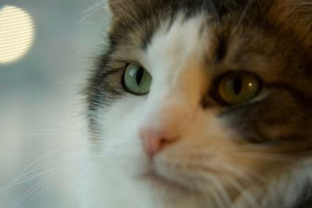 Aspen, adult, available for adoption
