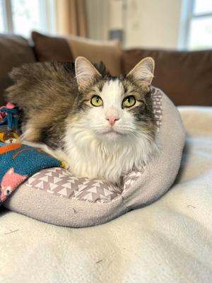 Aspen, adult, available for adoption