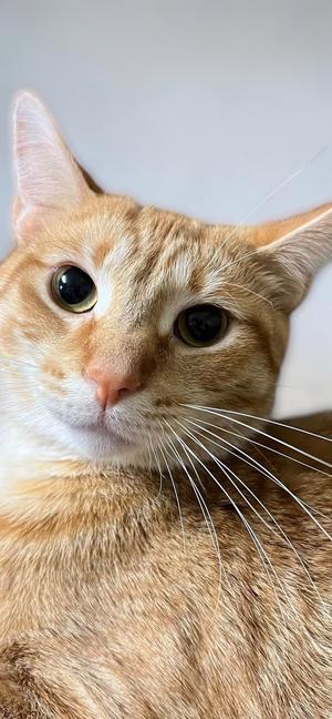 Bannack, young, available for adoption