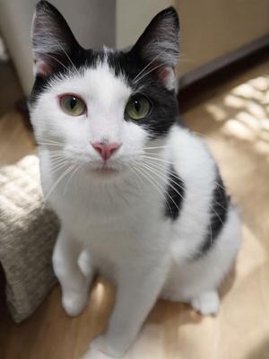 Acorn, adult, available for adoption