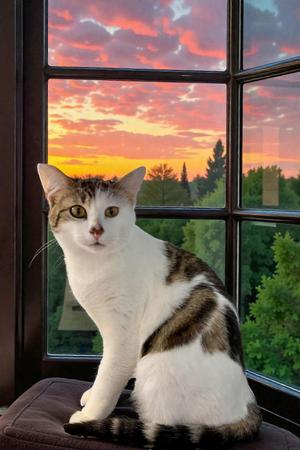 Ethan, adult, available for adoption