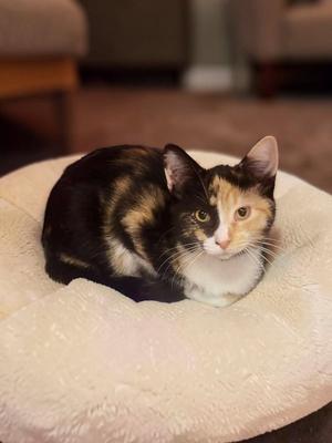 Aurora, kitten, available for adoption