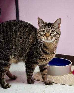 Carol, adult, available for adoption