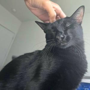 Anise, adult, available for adoption